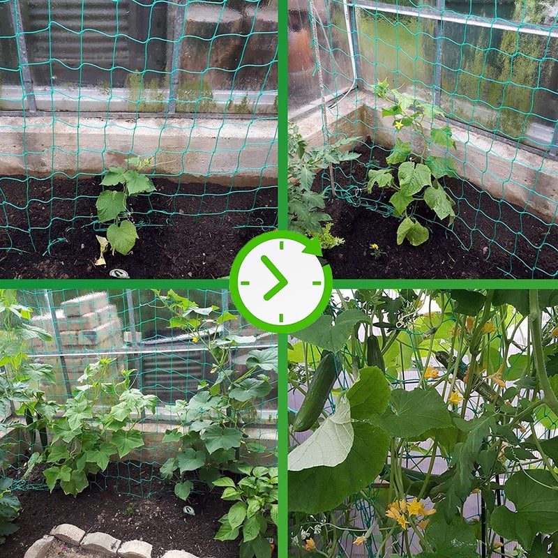 Miuezuth Trellis Netting for Climbing Plants - Heavy Duty Garden Trellis Netting for Cucumber, Vine, Fruits & Vegetables Tomato Plants Trellis Net, Climbing Vining Plants (1-Pack 16.4' x 6.6'Ft) - Image 4